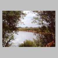 111-1025 Viehherde am Pregelufer, Juni 2000.jpg